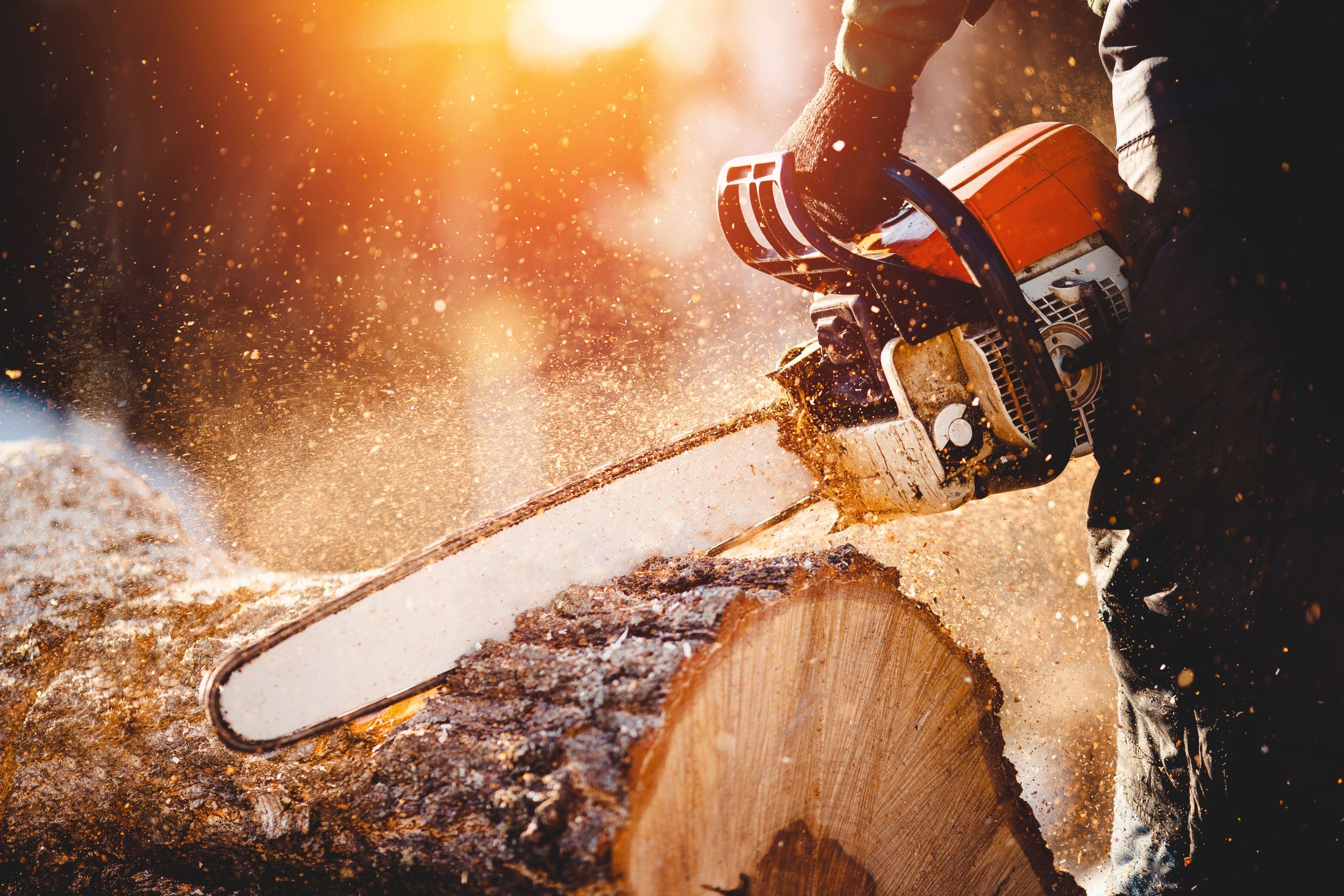 Chain saw cutting a wood